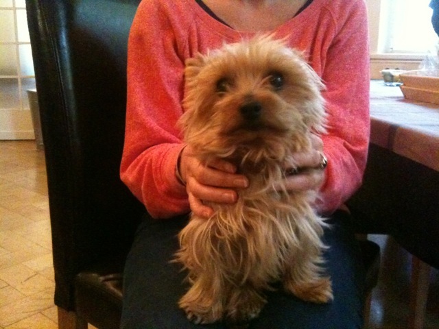 Pinker_hund